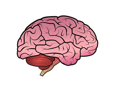 cerveau dessin png|Plus de 4 000 images de Png Cerveau et de Png .